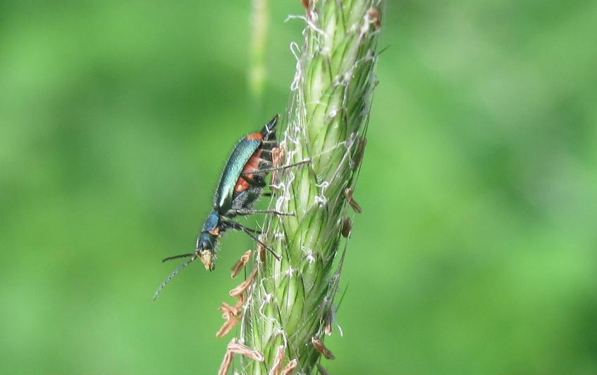 Malachius sp., Malachiidae